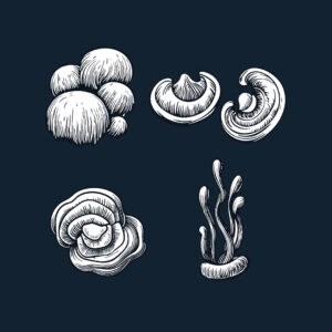 funngiz_portfolio_brand copy 4